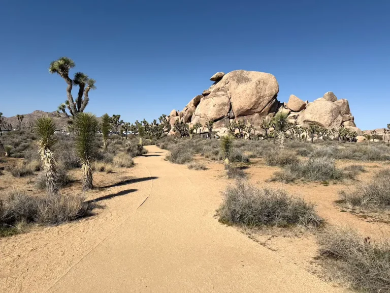 Cap Rock trail at Joshua Tree National Park