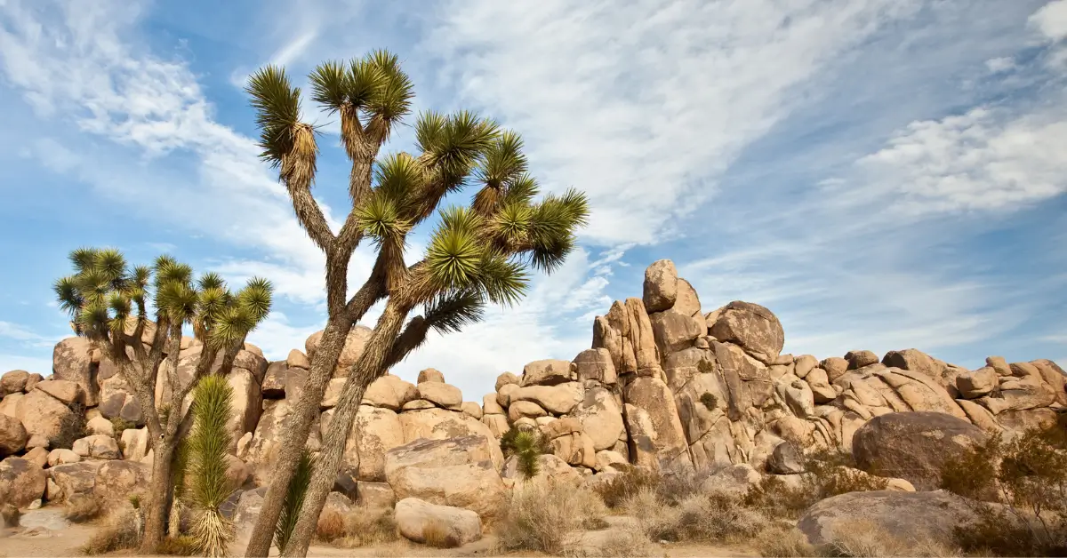 Joshua Tree Day Trip: How to Spend One Day in This National Park