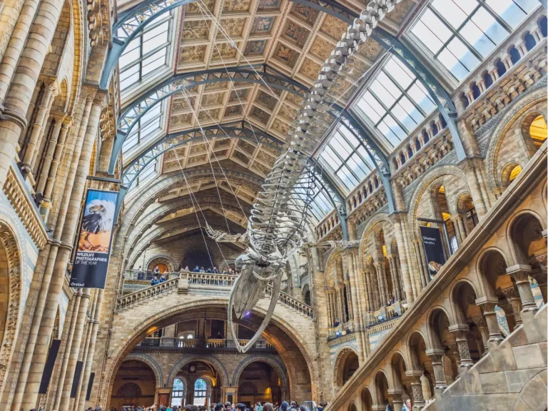 Interior of the Natural History Museum in London with the suspended whale skeleton
