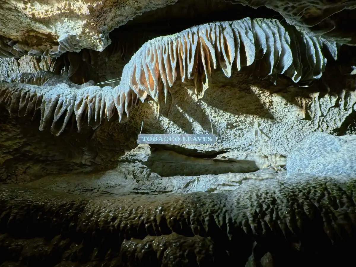 Tobacco Leaves formation inside the Ruby Falls cave in Chattanooga, Tennessee.